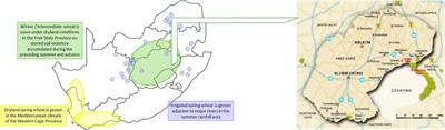 Modeling climate change impact on dryland wheat production for increased crop yield in the Free State, South Africa, using GCM projections and the DSSAT model